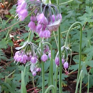Allium cernuum (Deep Pink Form)