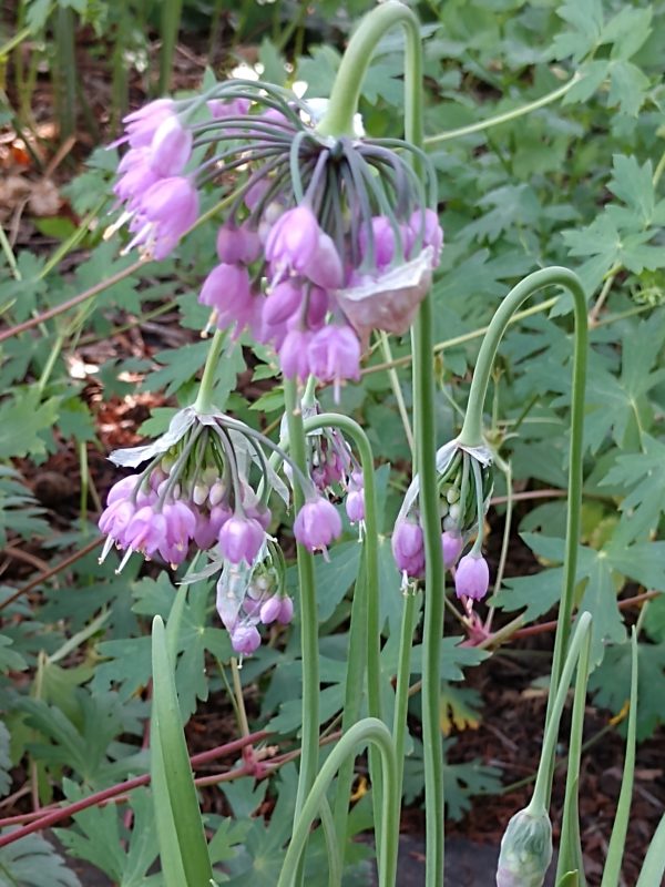 Allium cernuum (Deep Pink Form)