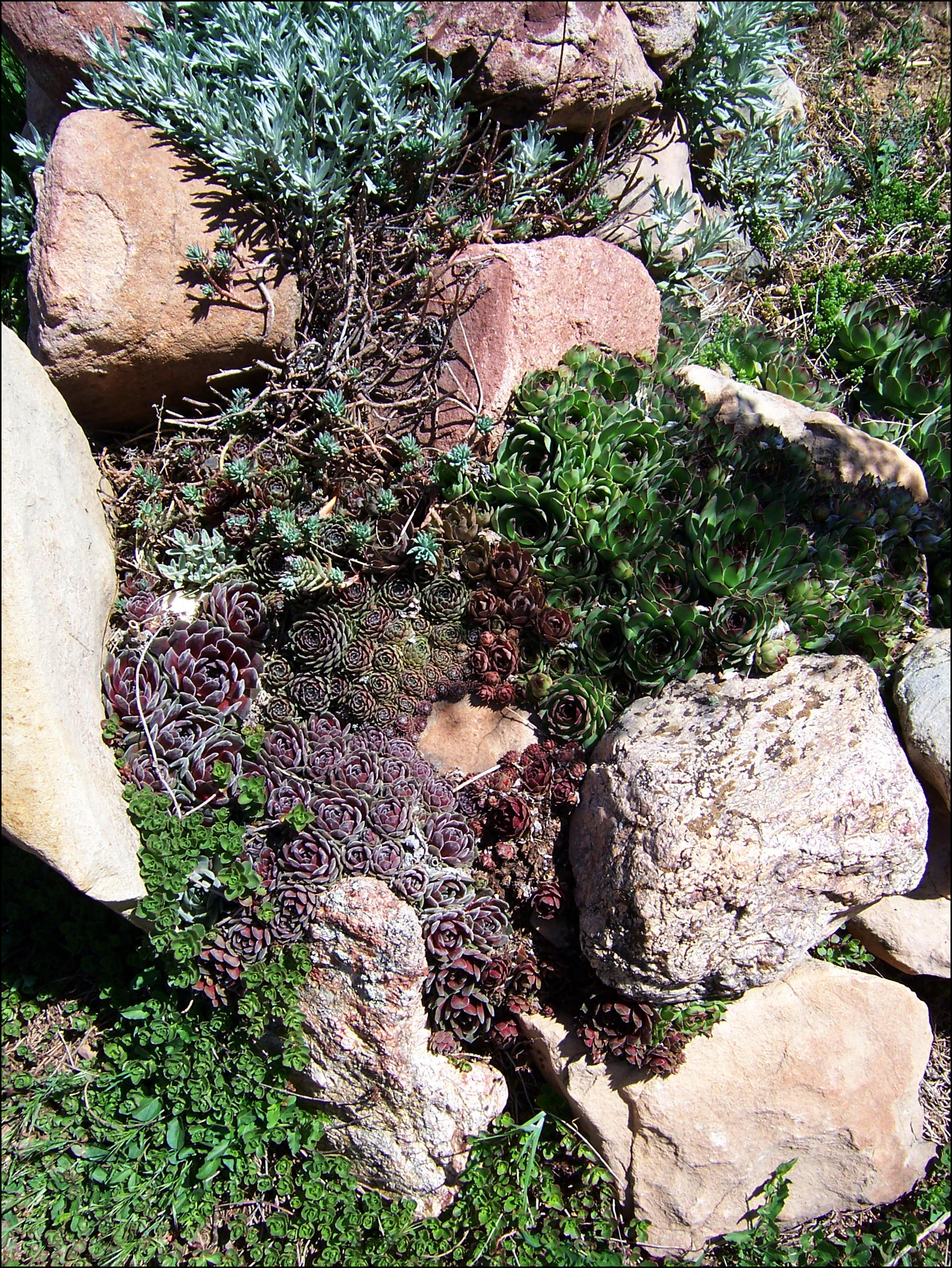 use for rock meadow