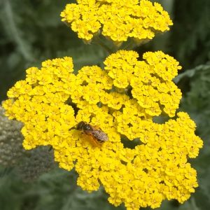 Achillea 'Moonshine'
