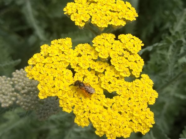 Achillea 'Moonshine'