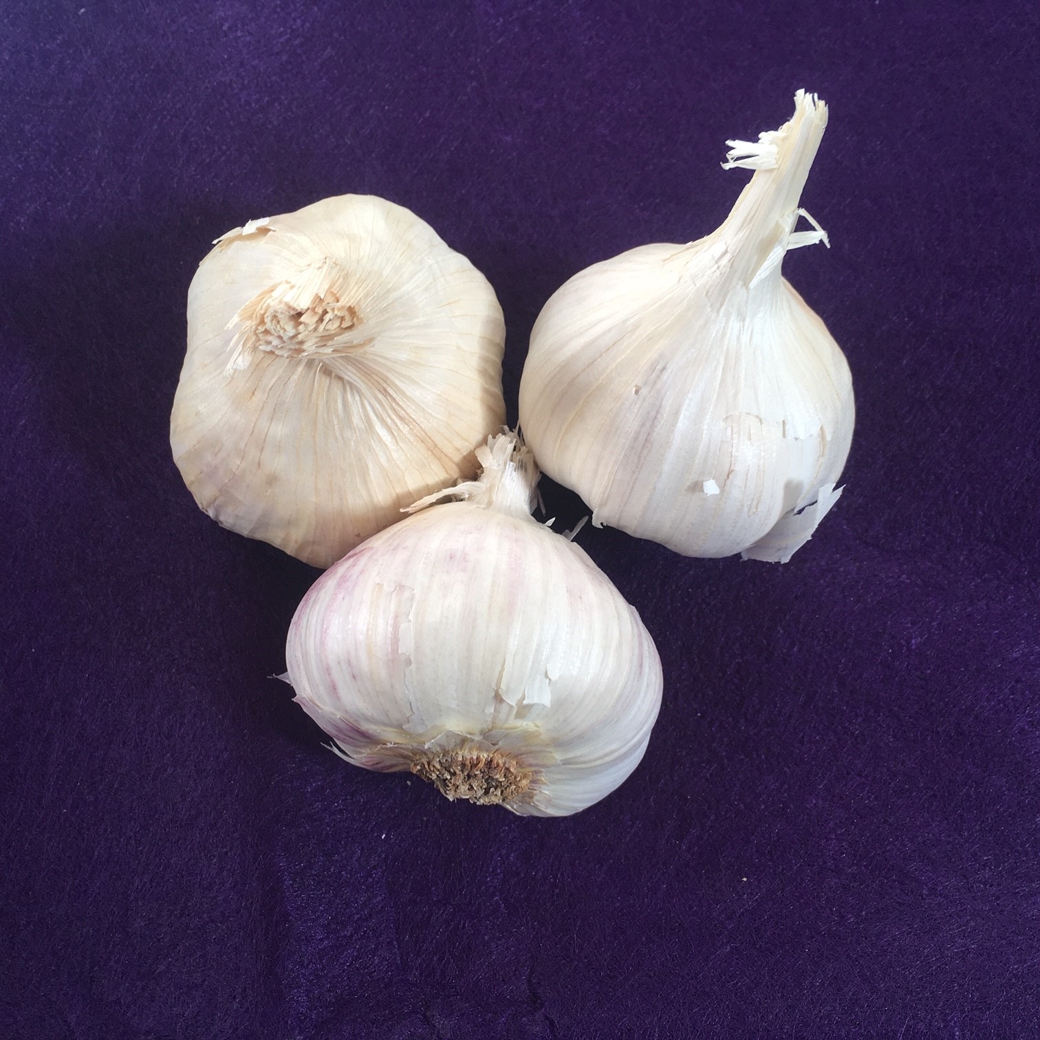 Garlic