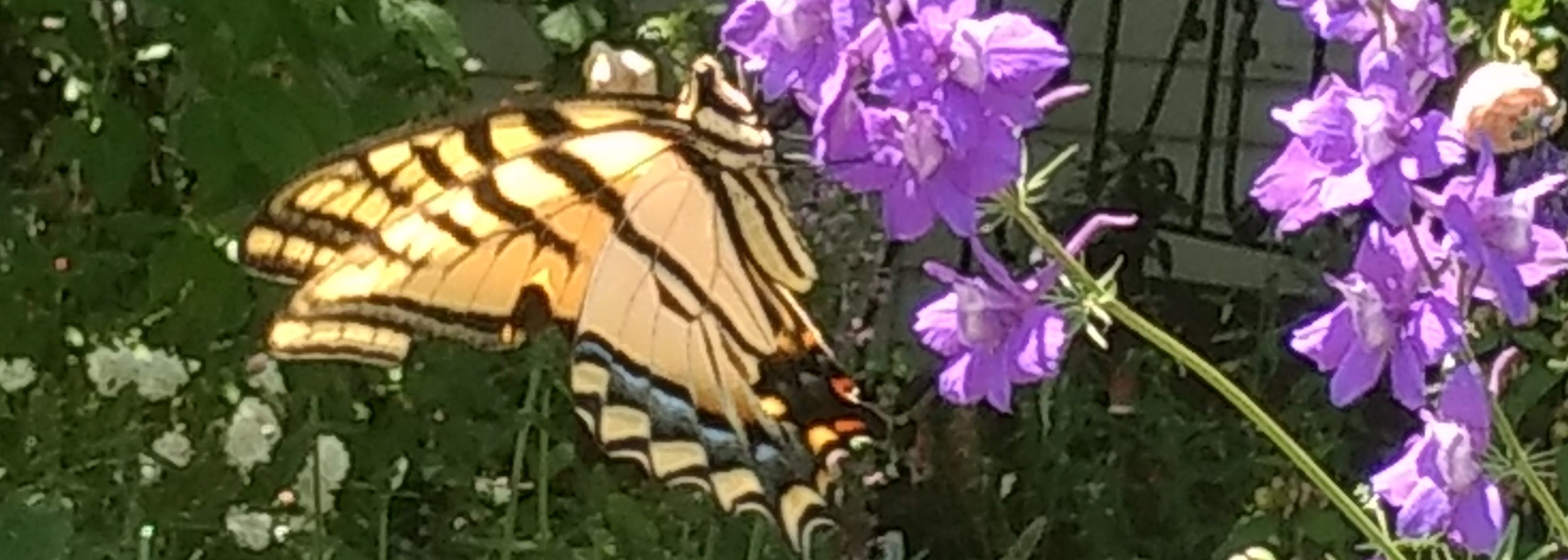 Larkspur and butterfly