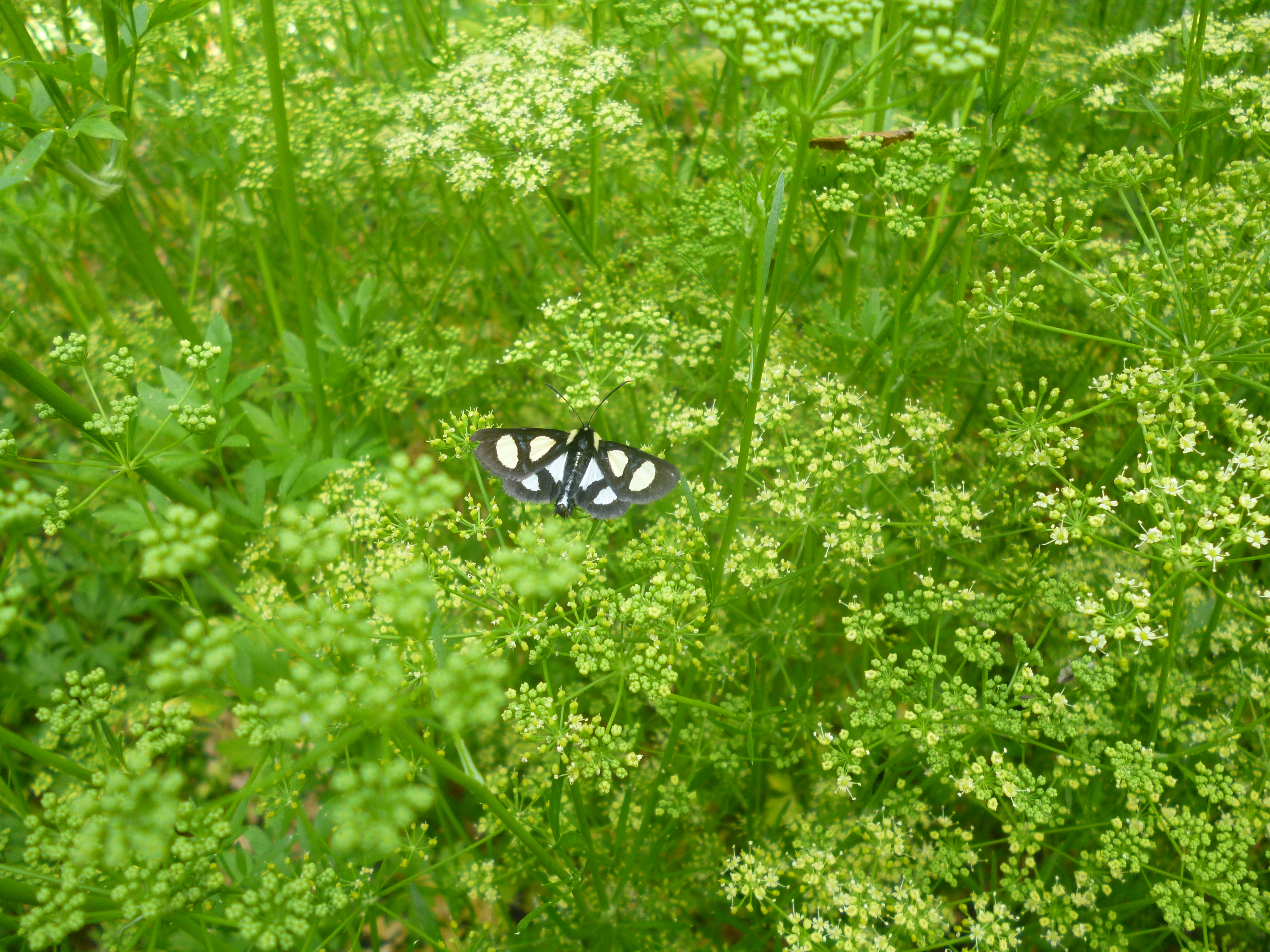 Parsley in bloom with butterfly