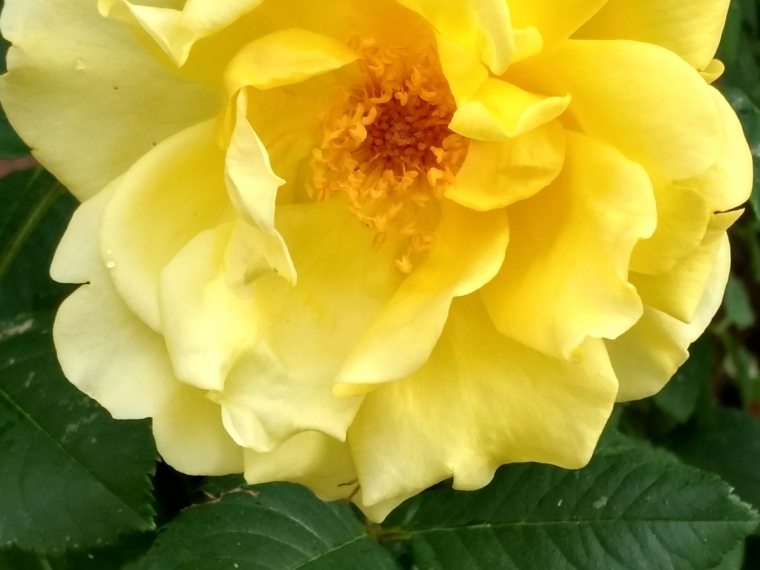 Роза golden gate фото и описание