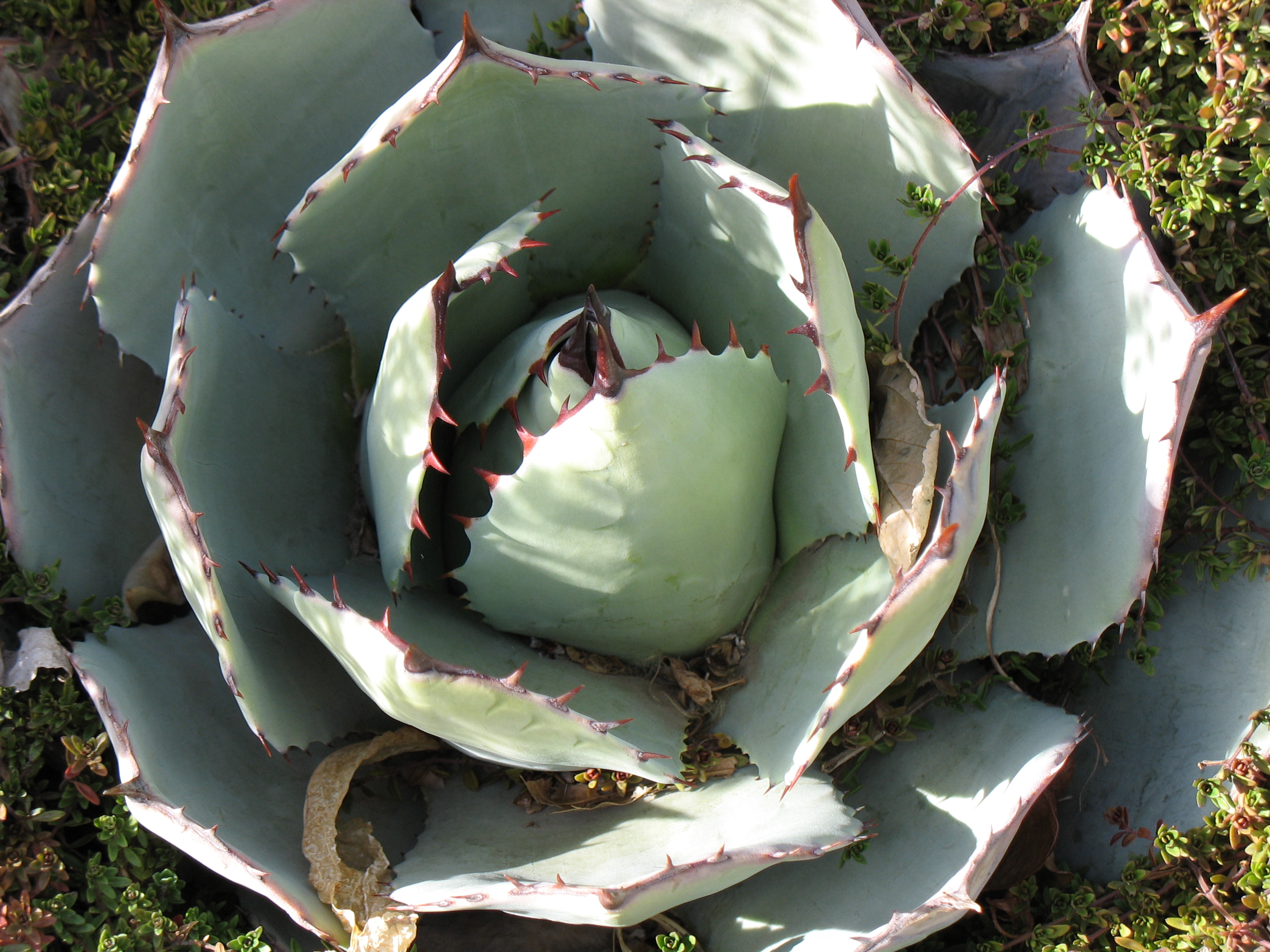 Agave parryi neomexicana 1