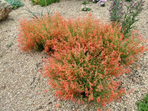 Penstemon pinifolius