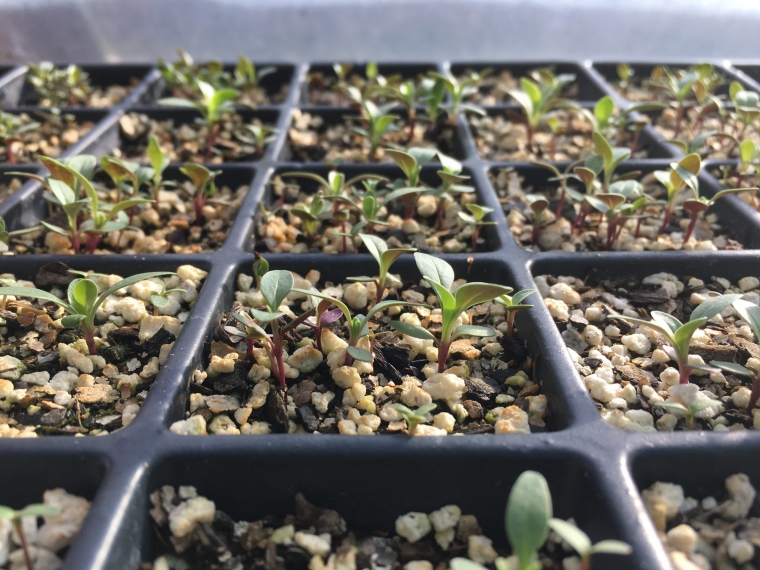 Penstemon seedlings