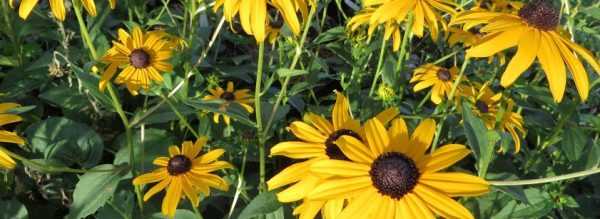 rudbeckia fulgida