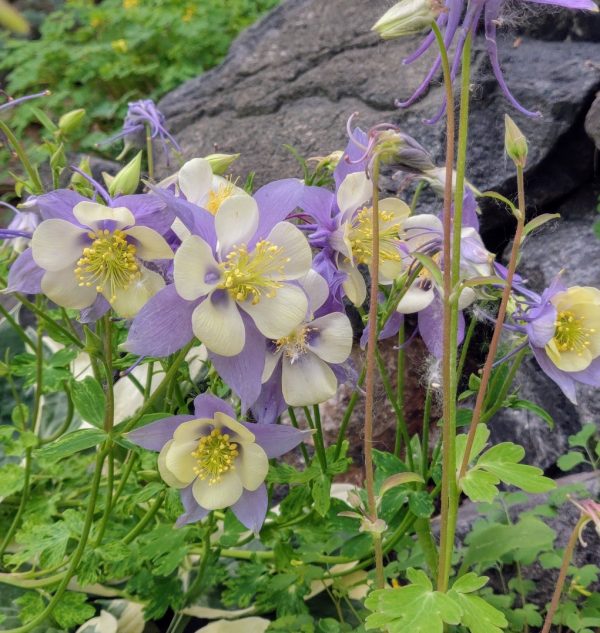 Aquilegia caerulea