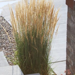 Calamagrostis acutiflora 'Karl Foerster'