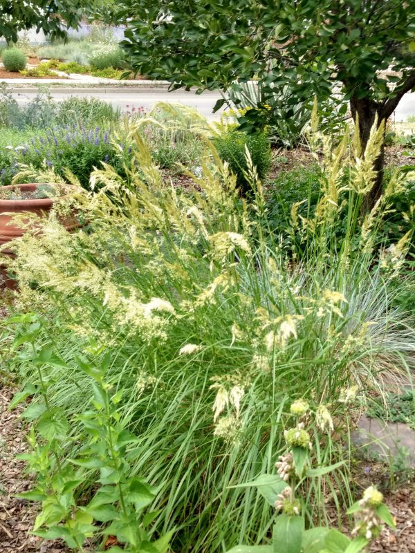 Achnatherum calamagrostis