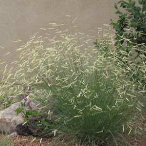 Bouteloua gracilis 'Blonde Ambition' PP22,048