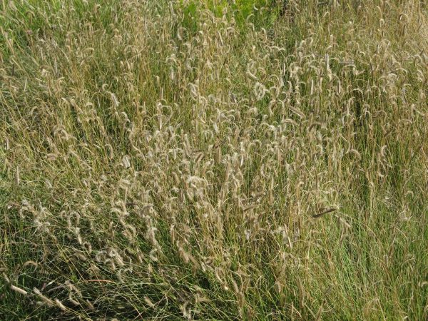 Bouteloua curtipendula