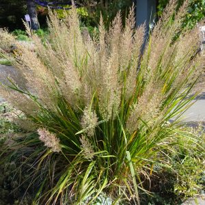 Calamagrostis brachytricha