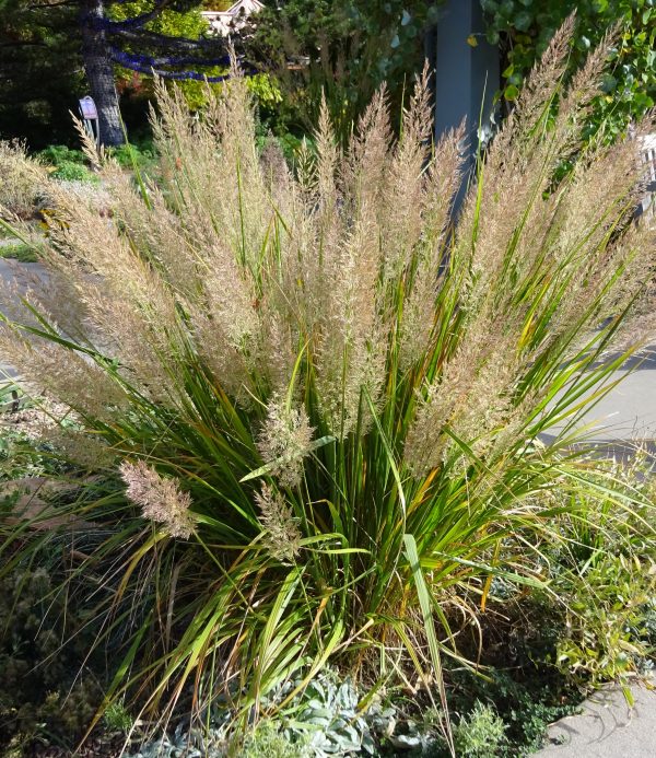 Calamagrostis brachytricha