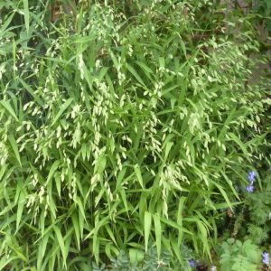 Chasmanthium latifolium