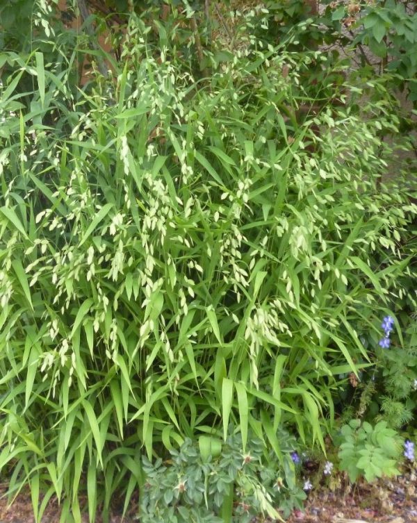 Chasmanthium latifolium