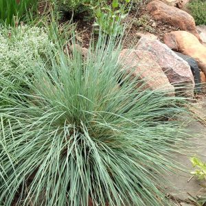 Helictotrichon sempervirens