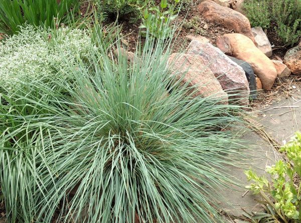 Helictotrichon sempervirens