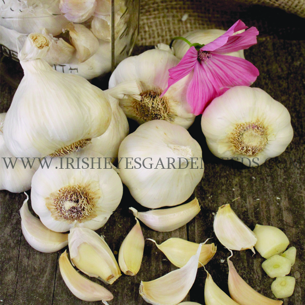 Garlic – Nootka Rose (soft-neck)