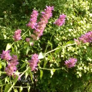 Agastache 'Blue Blazes'