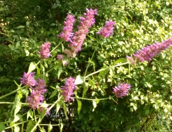 Agastache 'Blue Blazes'