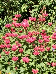 Monarda