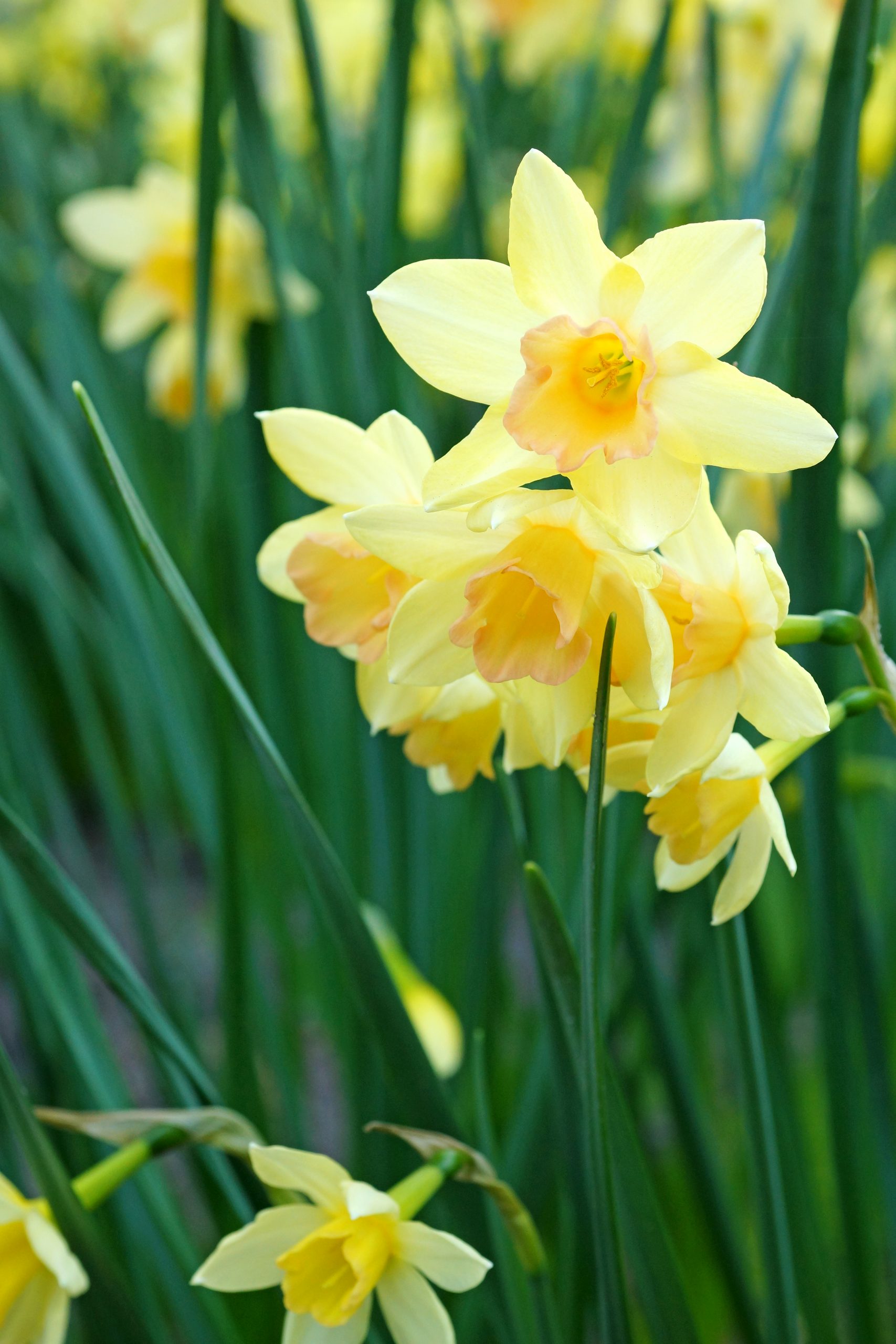 Best Time to Plant Fall Bulbs in Colorado Springs Lawrence Seepearrough