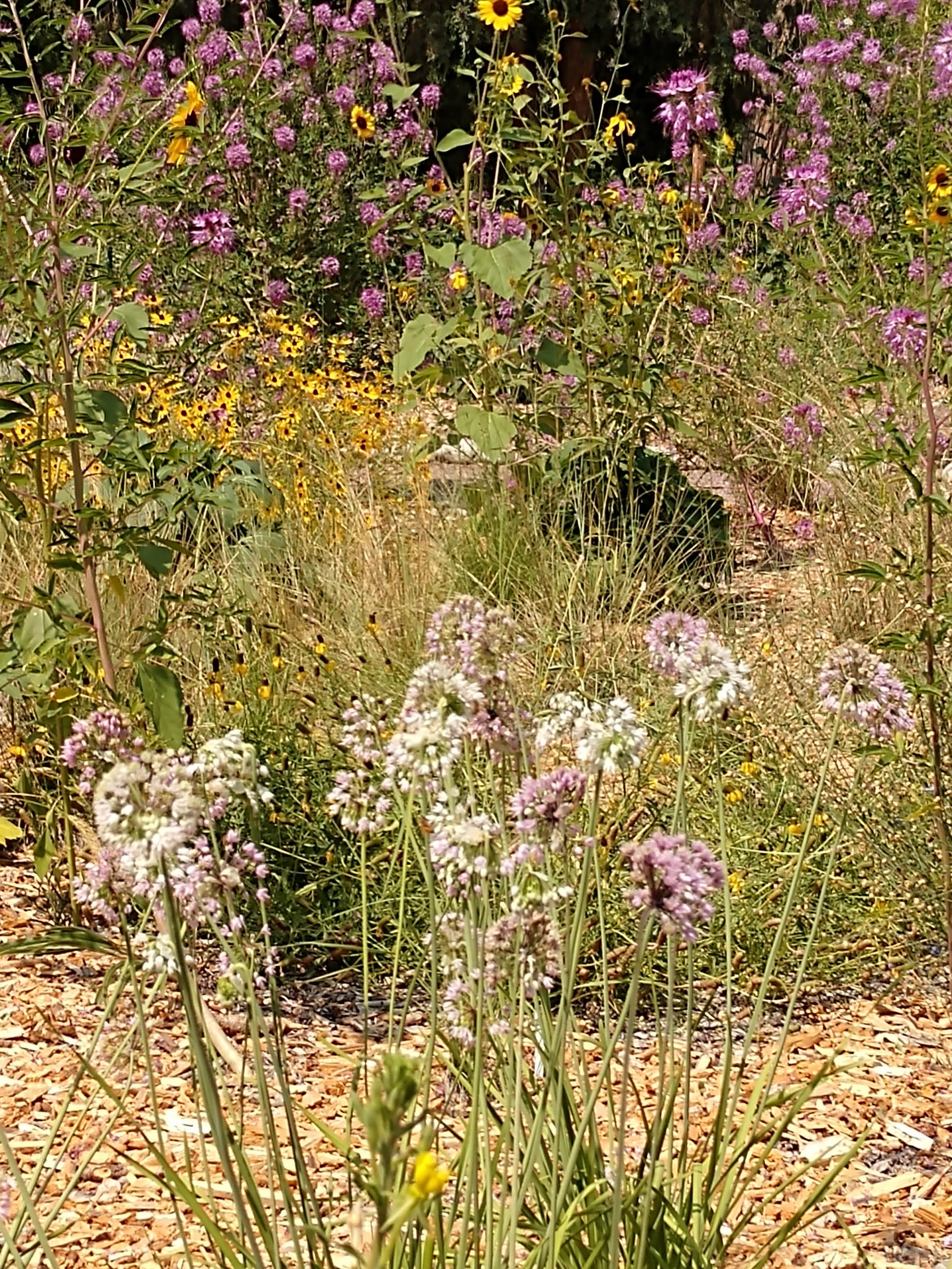 Boulder County’s First Botanic Garden!