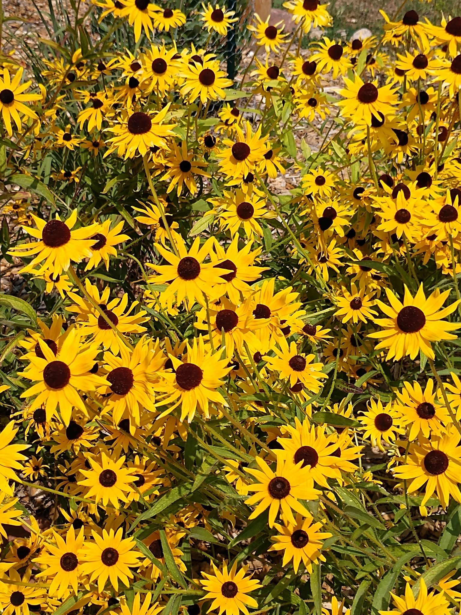 Boulder County’s First Botanic Garden!