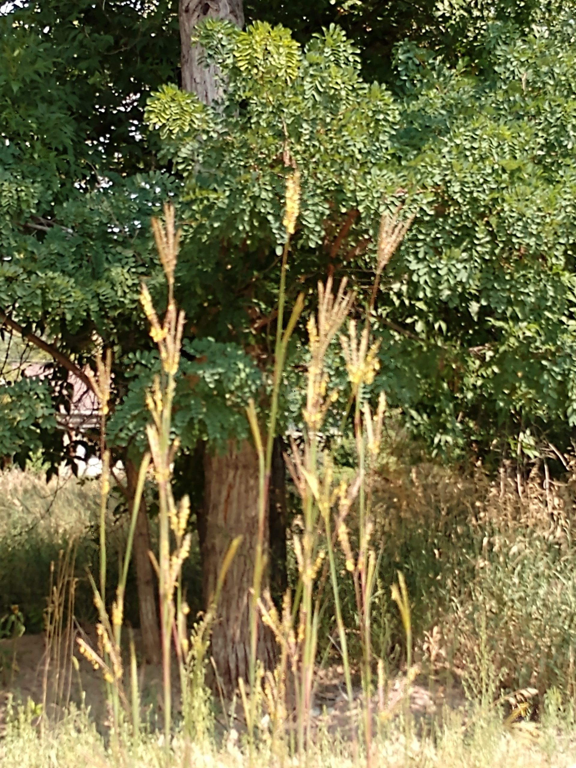 Boulder County’s First Botanic Garden!