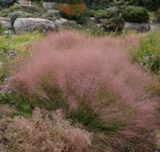 Muhlenbergia reverchonii 'Undaunted®'