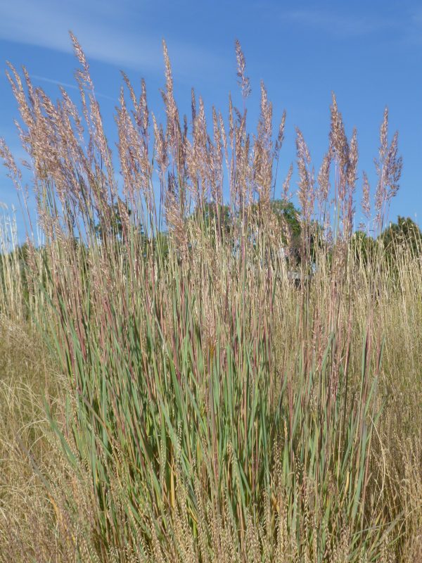 Sorghastrum nutans