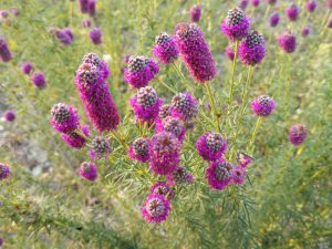 Dalea purpurea (Purple Prairie Clover) Front Range Native and favorite bee forage 1