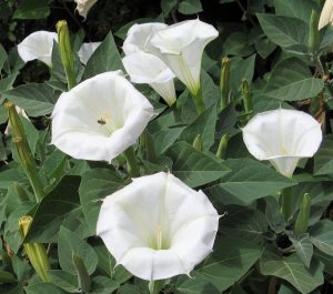 Datura meteloides (2)