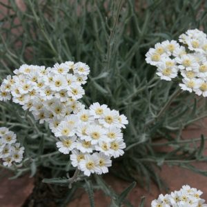 Achillea ageratifolia, 'Greek Yarrow'