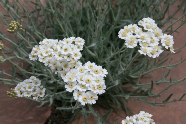 Achillea ageratifolia, 'Greek Yarrow'