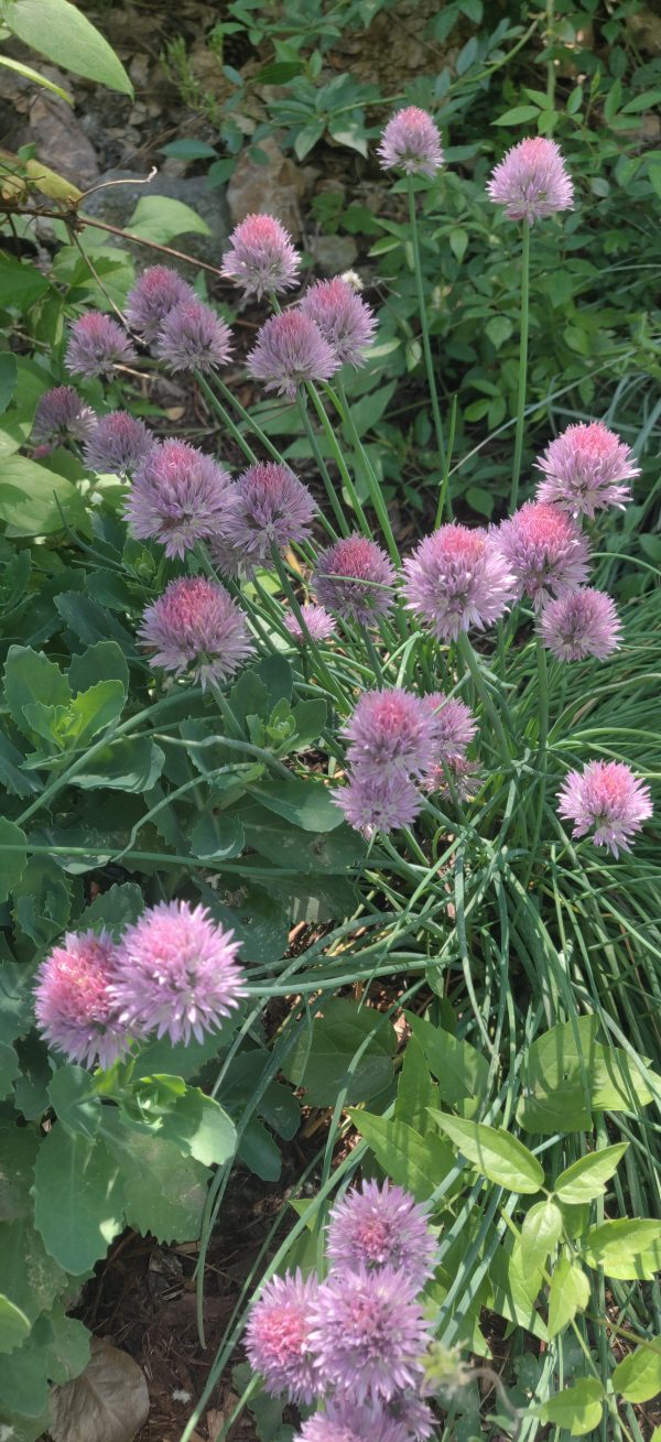 Allium shoenoprassum