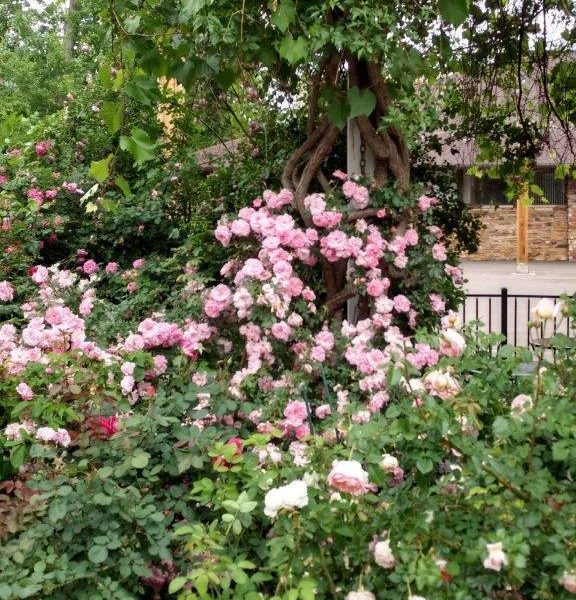 BoulderDushanbe Teahouse Rose Garden