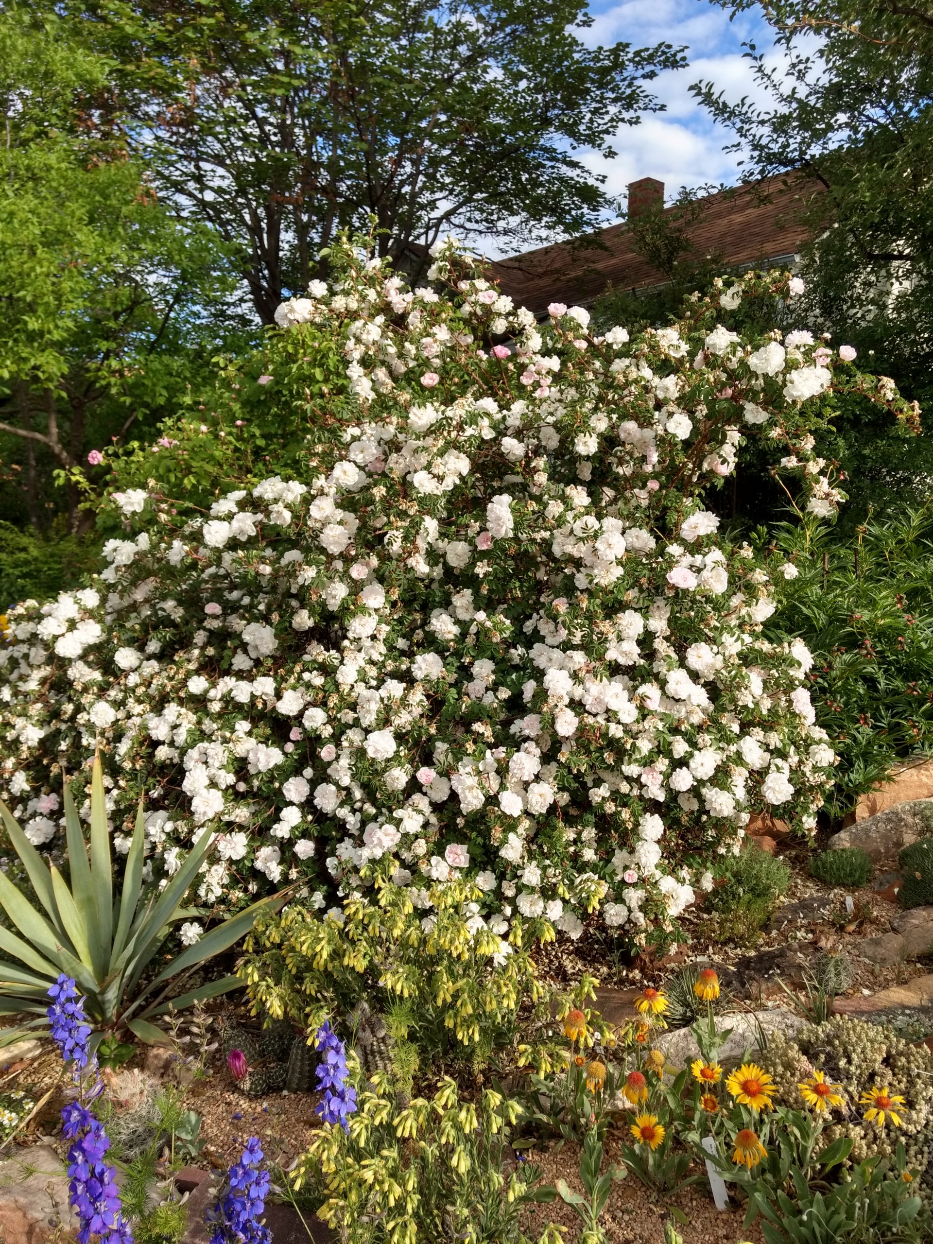 BoulderDushanbe Teahouse Rose Garden