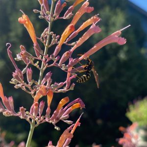 Agastache rupestris