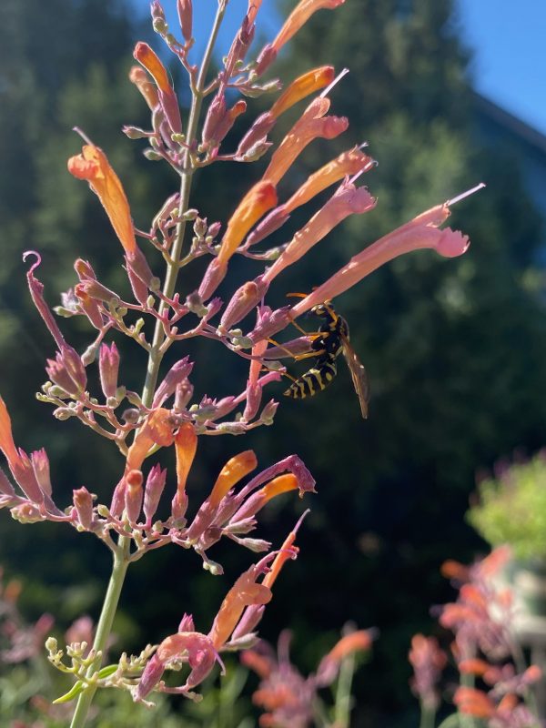 Agastache rupestris