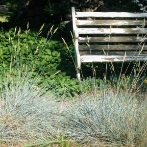 Festuca glauca