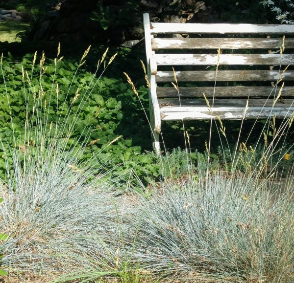 Festuca glauca