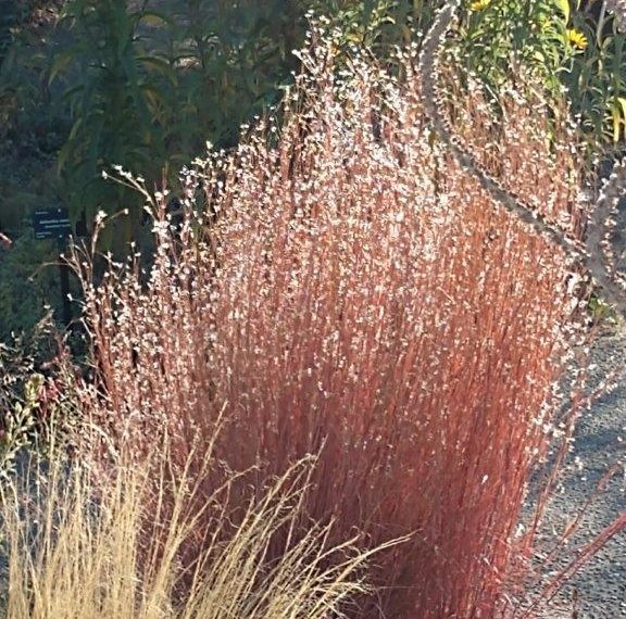 Hold Off on Spring Cleaning Harlequin’s Gardens Boulder CO Sustainable Plant Nursery