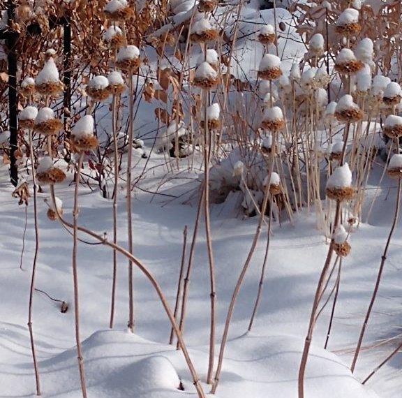 Hold Off on Spring Cleaning Harlequin’s Gardens Boulder CO
