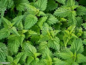 stinging nettle
