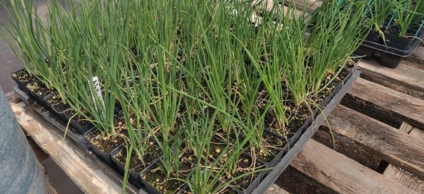 Allium fistulosum