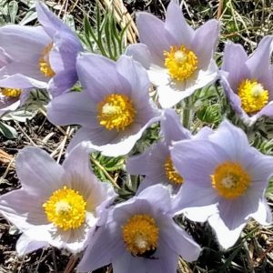 Anemone patens var. wolfgangiana